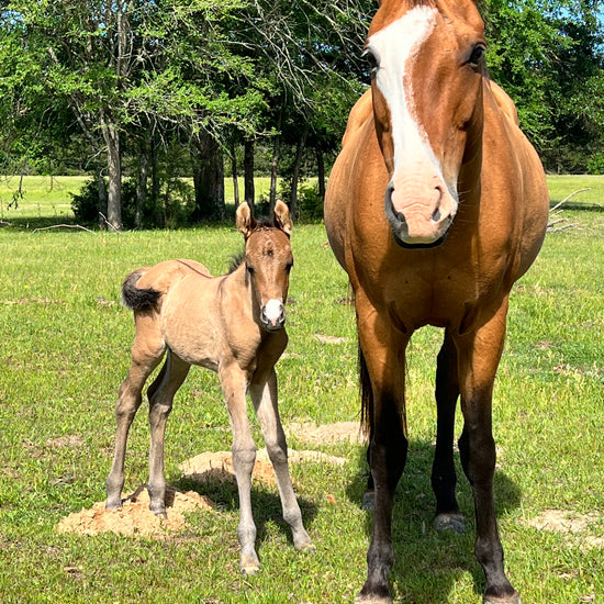 Two Medium Sized Ladies Horse and Baby Horse Sanctuary Rescue East Texas Hadleigh Apron fundraiser