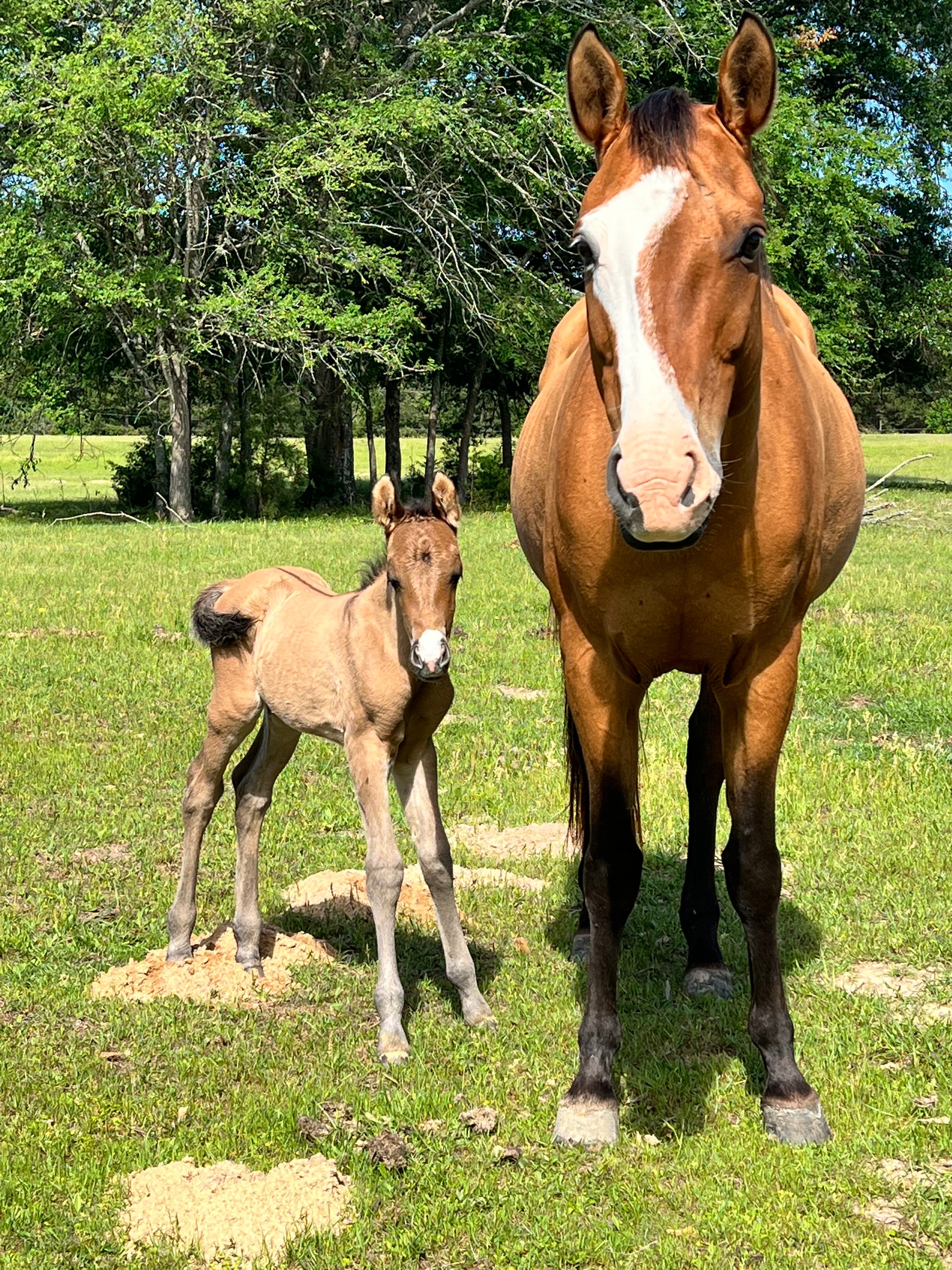 Two Medium Sized Ladies Horse and Baby Horse Sanctuary Rescue East Texas Hadleigh Apron fundraiser